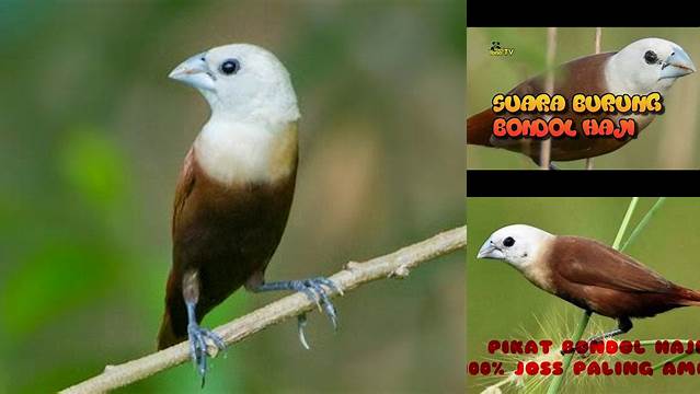 Tips Merawat Burung Bondol Haji untuk Para Pecinta Burung