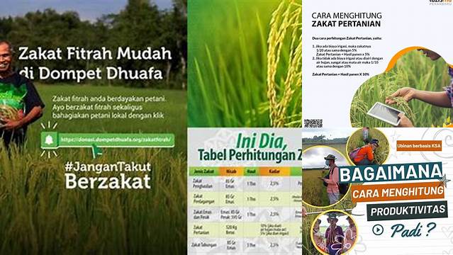 Cara Hitung Zakat Padi Sawah yang Benar dan Mudah