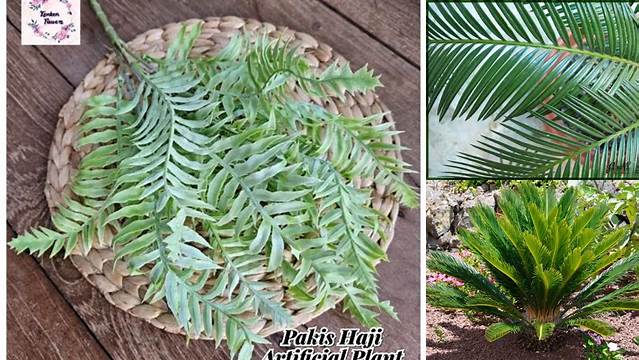Panduan Lengkap Daun Pakis Haji: Manfaat, Cara Olah, dan Resep Lezat