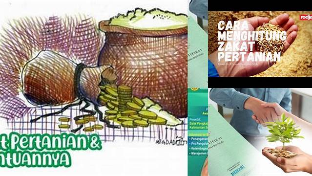 Panduan Zakat Hasil Pertanian: Wajib Dizakati Setiap Panen