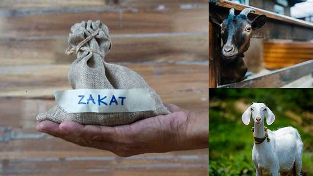 Tips Menentukan Nisab Zakat Kambing yang Benar