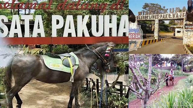 Wisata Kuda Paku Haji