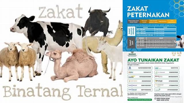 Panduan Lengkap Zakat Hewan Ternak