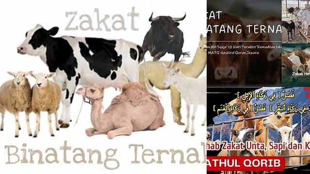 Panduan Lengkap Zakat Hewan Ternak Kambing